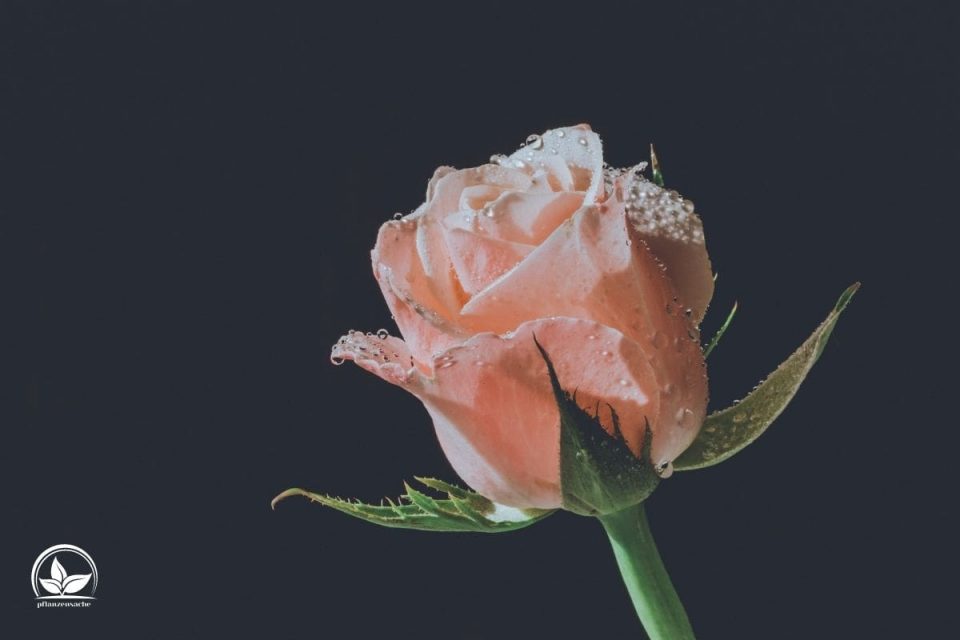 Pinke Rose Bedeutung