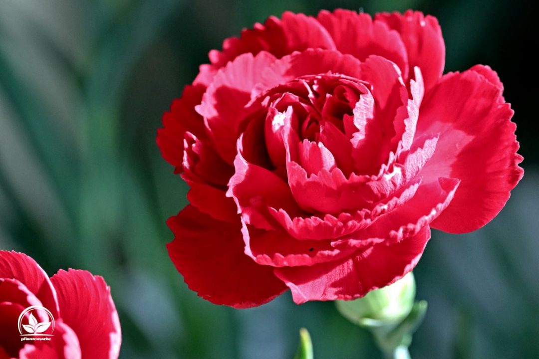 Nelken Bedeutung Symbolik Die Hinter Der Blume Der Götter Steckt