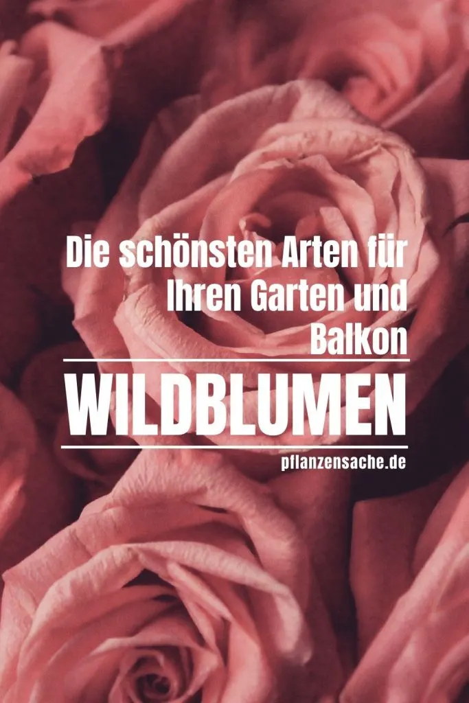 Wildblumen-1