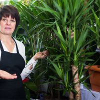 Yucca-Palme-Pflege_-So-Pflegen-Sie-Die-Tropische-Zimmerpflanze-Richtig