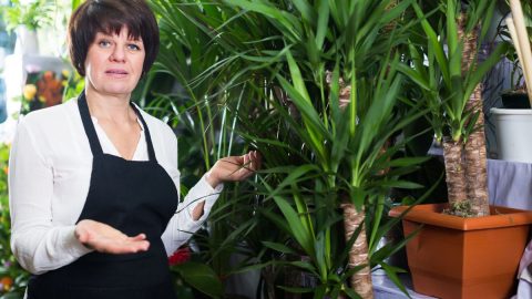 Yucca-Palme-Pflege_-So-Pflegen-Sie-Die-Tropische-Zimmerpflanze-Richtig