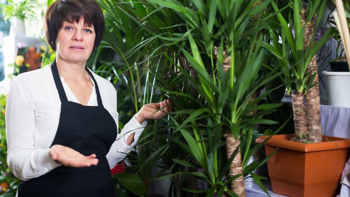 Yucca Palme Pflege: So Pflegen Sie Die Tropische Zimmerpflanze Richtig