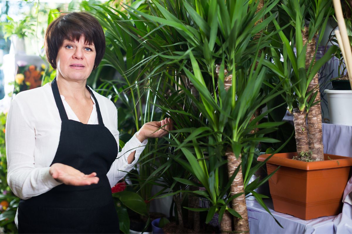 Yucca Palme Pflege So Pflegen Sie Die Tropische Zimmerpflanze Richtig