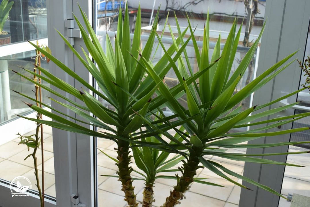 Yucca Palme Pflege So Pflegen Sie Die Tropische Zimmerpflanze Richtig