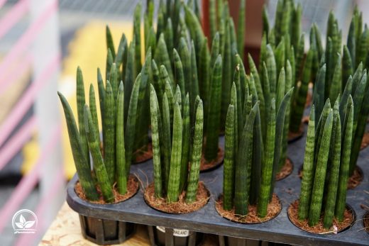 Bogenhanf Sansevieria Pflege Und Eigenschaften Im Überblick