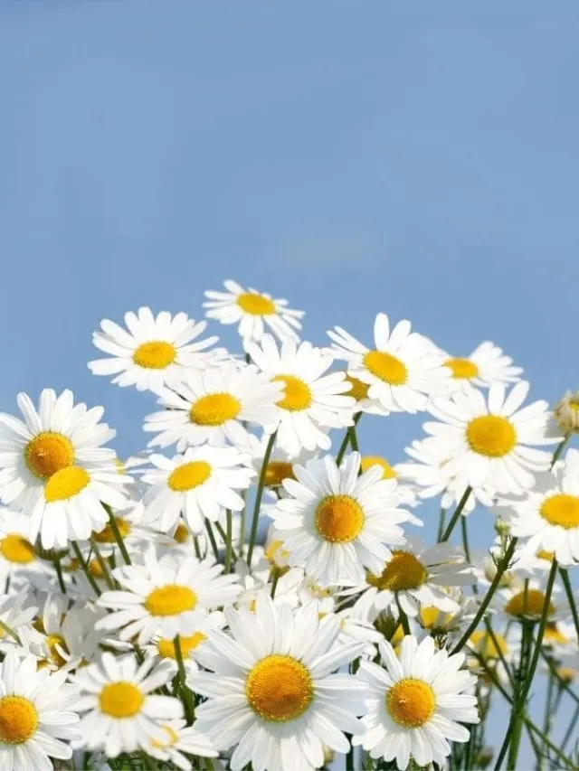 Maiblume-und-Osterblume-Bedeutung