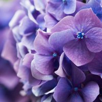 11-Lila-Blumen-Namen-Eigenschaften-Und-Tolle-Tipps-Fur-Die-Pflege