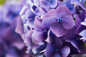 11-Lila-Blumen-Namen-Eigenschaften-Und-Tolle-Tipps-Fur-Die-Pflege