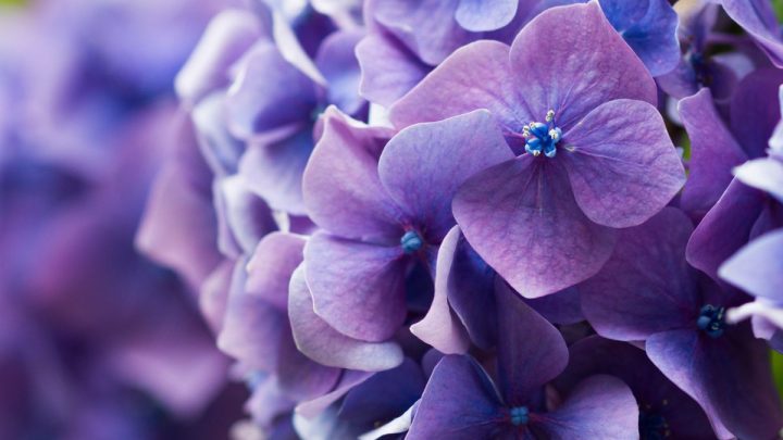 11 Lila Blumen Namen, Eigenschaften Und Tolle Tipps Für Die Pflege!