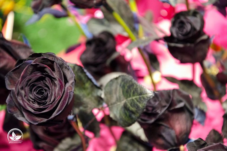 Schwarze Rosen Bedeutung Welche Symbolik Trägt Diese Rose?
