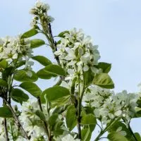 Alles-Uber-Die-Tolle-Kanadische-Felsenbirne-Amelanchier-Canadensis