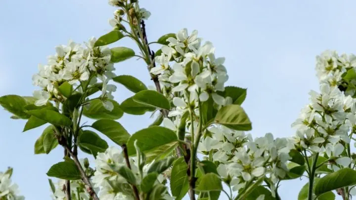 Alles Über Die Tolle Kanadische Felsenbirne (Amelanchier Canadensis)