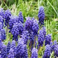 Armenische-Traubenhyazinthe_-Blaues-Blutenmeer-Fur-Garten-Und-Balkon