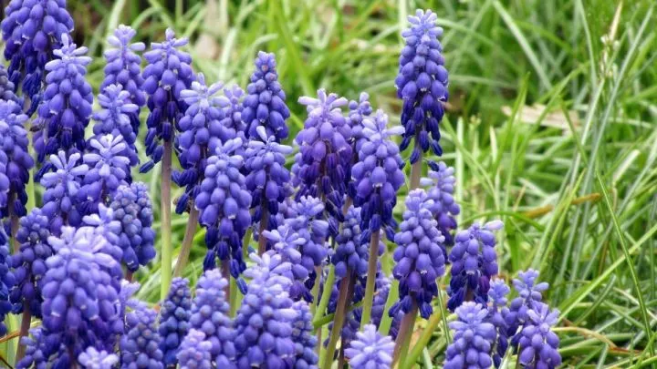 Armenische Traubenhyazinthe: Blaues Blütenmeer Für Garten Und Balkon