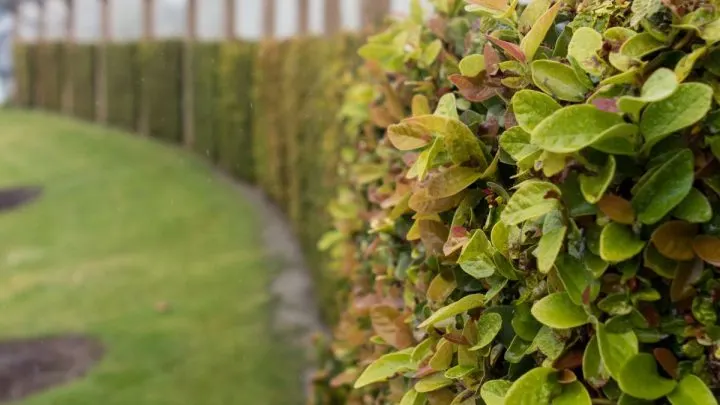 Bepflanzung Am Zaun Entlang: Schön, Kreativ Und Natürlich!