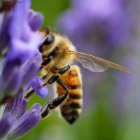 Bienenfreundliche-Straucher-Und-Baume_-So-Helfen-Sie-Den-Bienen