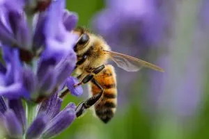 Bienenfreundliche-Straucher-Und-Baume_-So-Helfen-Sie-Den-Bienen
