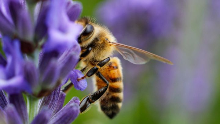 Bienenfreundliche Sträucher Und Bäume: So Helfen Sie Den Bienen!