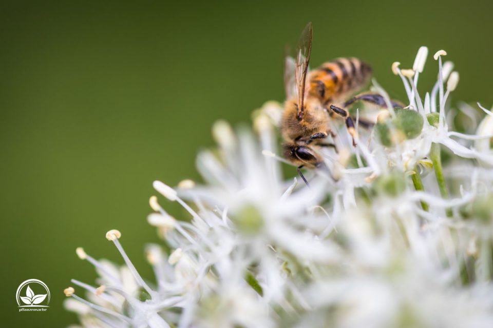 Bienenfreundliche Sträucher Und Bäume So Helfen Sie Den Bienen
