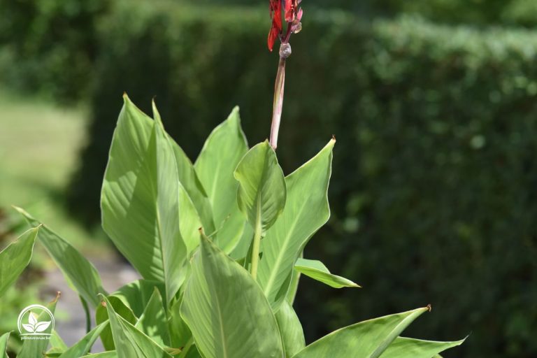Canna Pflanze (Canna Indica) Imposante Exoten Für Garten Und Terrasse