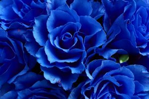 Blaue-Blumen-Namen_-Schonsten-Sorten-Und-Ihre-Bedeutung