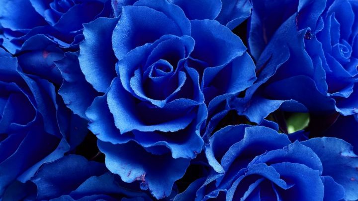 Blaue Blumen Namen: Schönsten Sorten Und Ihre Bedeutung