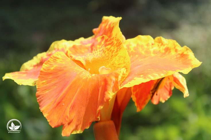 Canna Pflanze (Canna Indica) Imposante Exoten Für Garten Und Terrasse