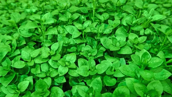 Bodendecker Sonne: Die Schönsten Gartenpflanzen Für Sonnige Standorte