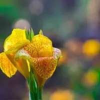 Canna-Pflanze-Canna-Indica_-Imposante-Exoten-Fur-Garten-Und-Terrasse