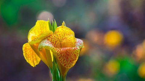 Canna Pflanze (Canna Indica) Imposante Exoten Für Garten Und Terrasse