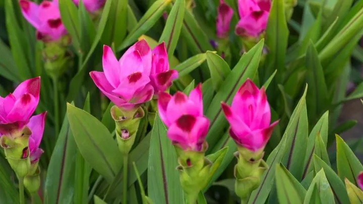 Curcuma Pflanze In Der Wohnung: Pflege Und Verwendung!