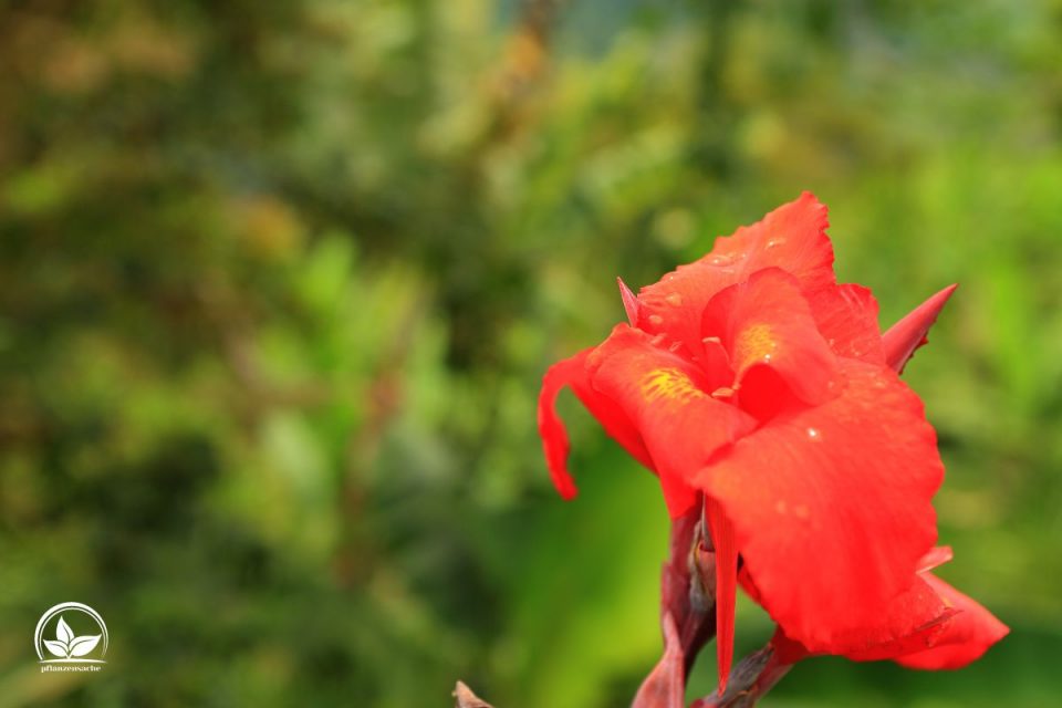 Canna Pflanze (Canna Indica) Imposante Exoten Für Garten Und Terrasse