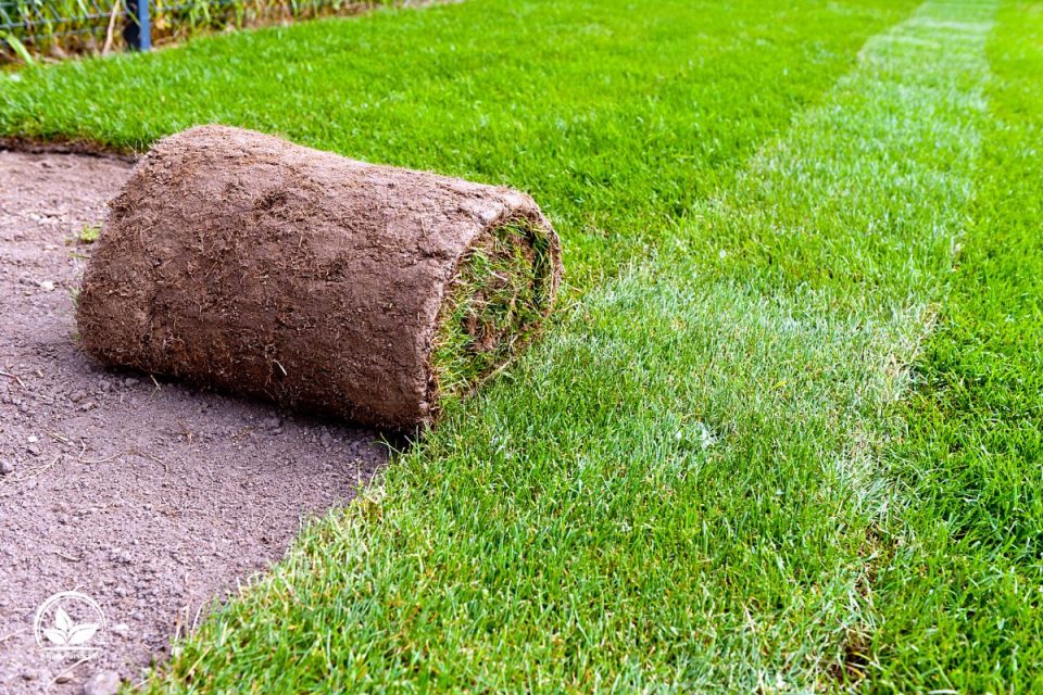 Tolle Alternative Zu Rasen Der Beste Rasenersatz Für Ihren Garten!