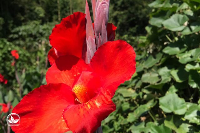 Canna Pflanze (Canna Indica) Imposante Exoten Für Garten Und Terrasse