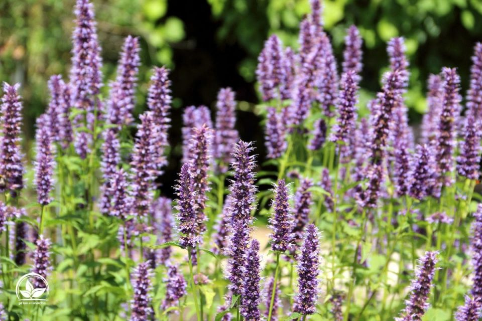 11 Lila Blumen Namen, Eigenschaften Und Tolle Tipps Für Die Pflege!