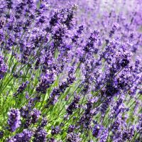 Echter-Lavendel-Lavandula-Angustifolia_-Mediterranes-Garten-Flair