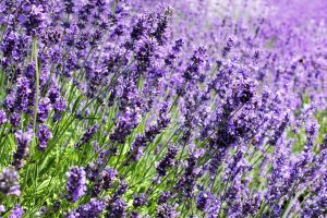 Echter-Lavendel-Lavandula-Angustifolia_-Mediterranes-Garten-Flair