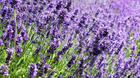 Echter-Lavendel-Lavandula-Angustifolia_-Mediterranes-Garten-Flair
