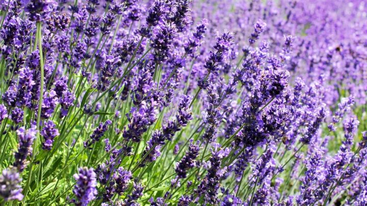 Echter Lavendel (Lavandula Angustifolia): Mediterranes Garten-Flair!