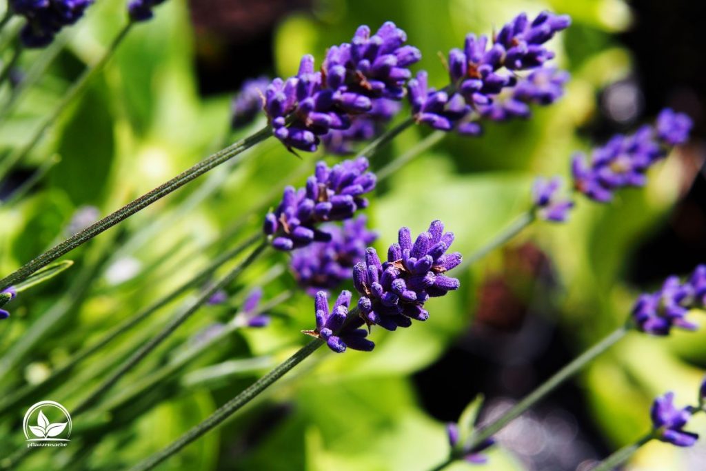 Echter-Lavendel-und-seine-3-schonsten-Sorten