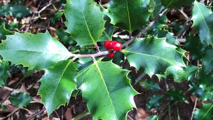 Europäische Stechpalme: Pflegetipps und Sorten