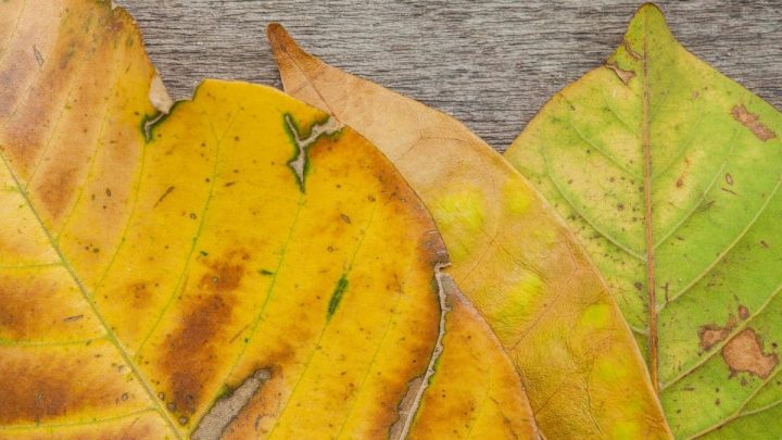 Gelbe Blätter Pflanze: Ursachen Und Einfache Lösungen Für Die Rettung!