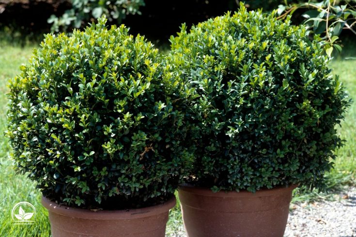 Kugelbaum Immergrün Die 9 Schönsten Sorten Für Garten Und