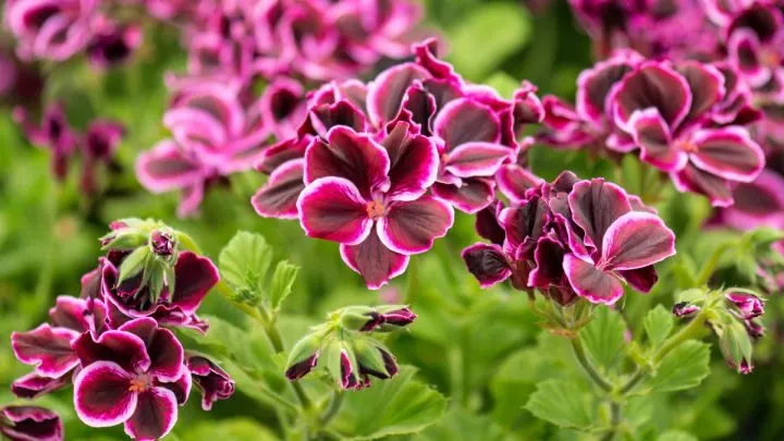 Geranien Überwintern Zeitungspapier Und Co. Was Schützt Wirklich?