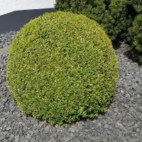 Gewohnlicher-Buchsbaum-Buxus-Sempervirens_-Immergrune-Gartenhecke
