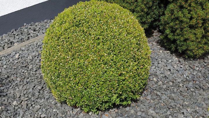 Gewöhnlicher Buchsbaum (Buxus Sempervirens): Immergrüne Gartenhecke!