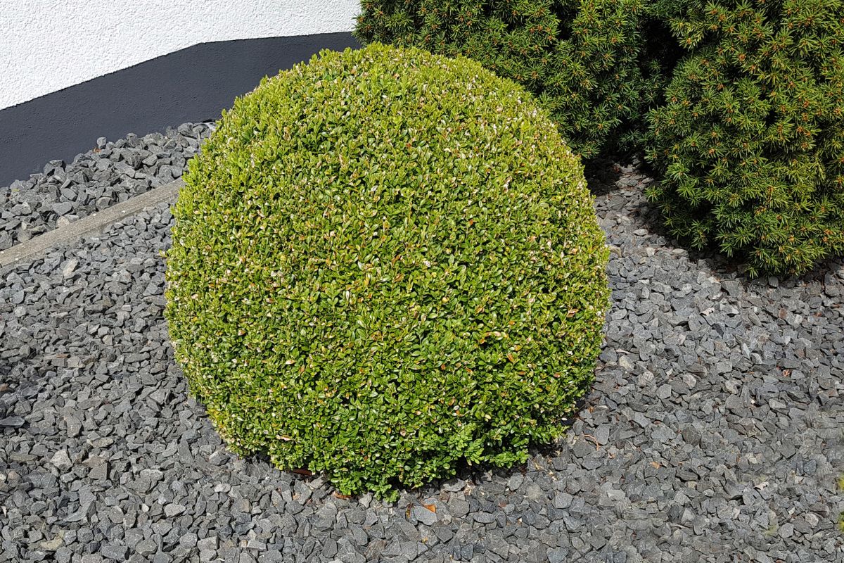 Gewöhnlicher Buchsbaum (Buxus Sempervirens): Immergrüne Gartenhecke ...