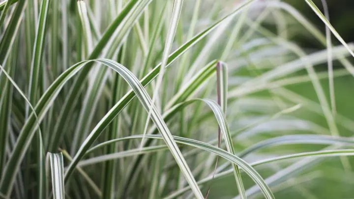 Gräser Für Schatten: Die Besten Ziergräser Für Schattige Gärten!