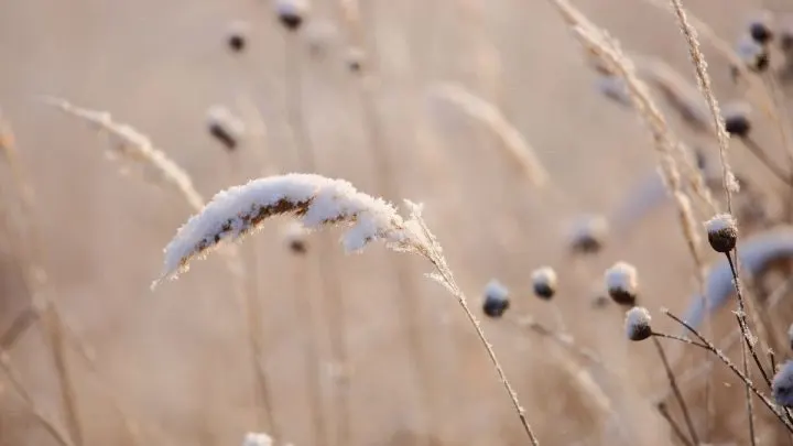 Gräser Winterhart: Welche Winterharte Gräser Gibt Es?