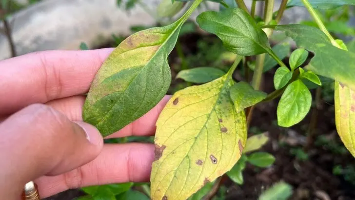 Gelbe Blätter Pflanze: Ursachen Und Einfache Lösungen Für Die Rettung!